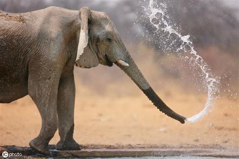 大象噴水